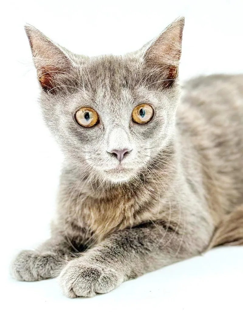 Gray is teeny weeny thumbnail 3