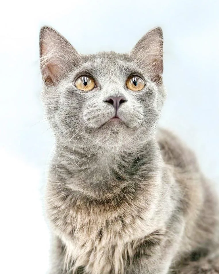 Gray is teeny weeny thumbnail 4
