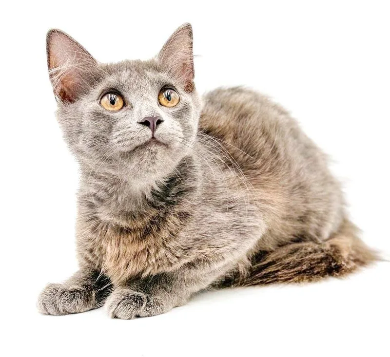 Gray is teeny weeny thumbnail 6