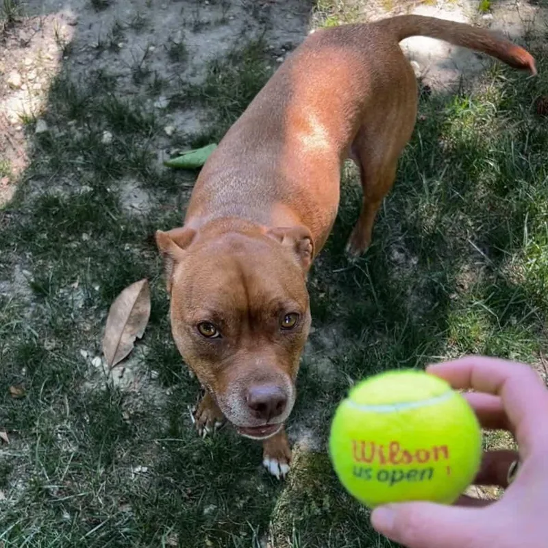An adult medium-sized male Brown / Chocolate Pit Bull Terrier dog named Wilson for adoption in Richmond, VA