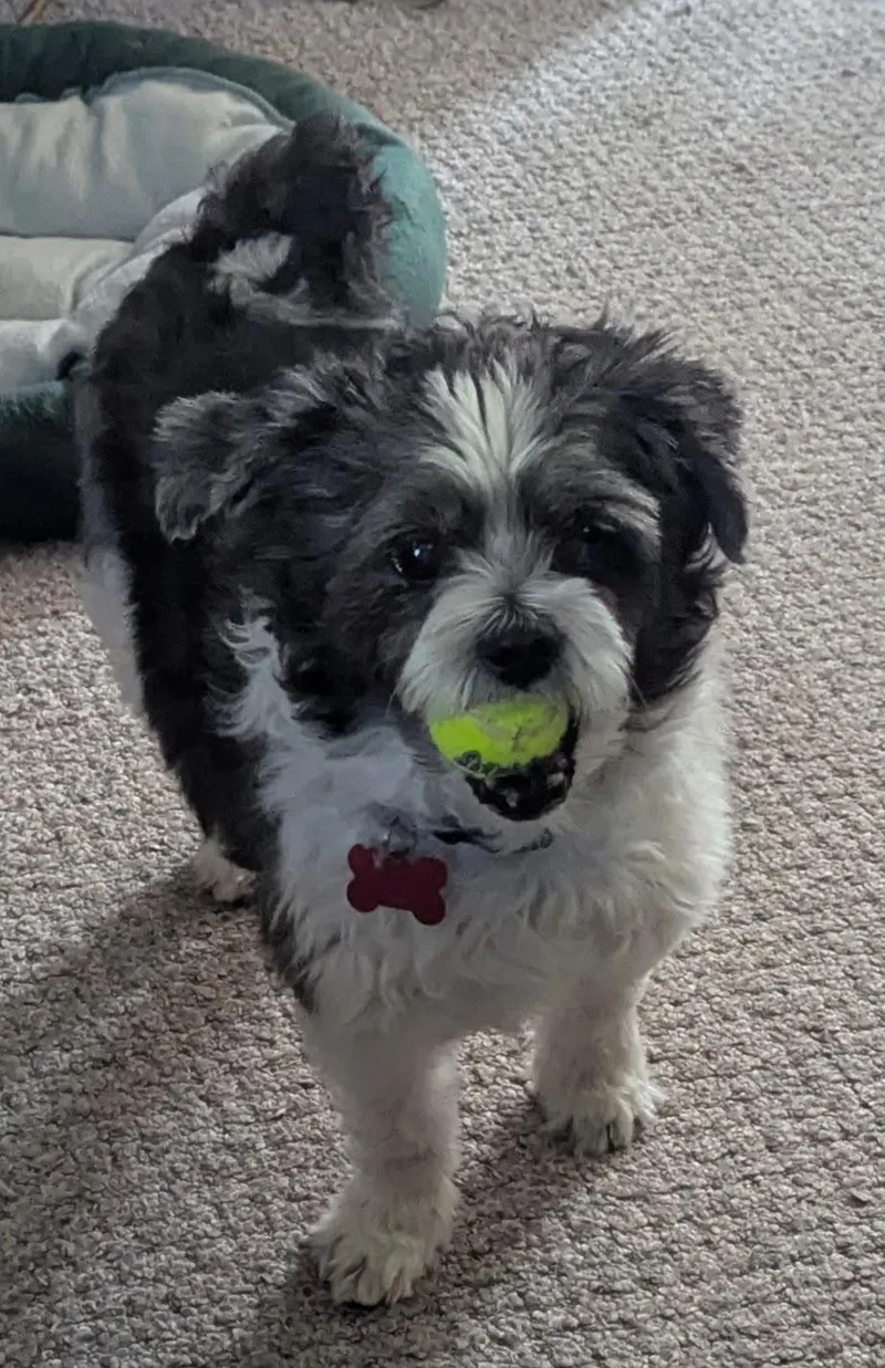 A senior small-sized male White / Cream Shih Tzu dog named Lambeau for adoption in Whitewater, WI