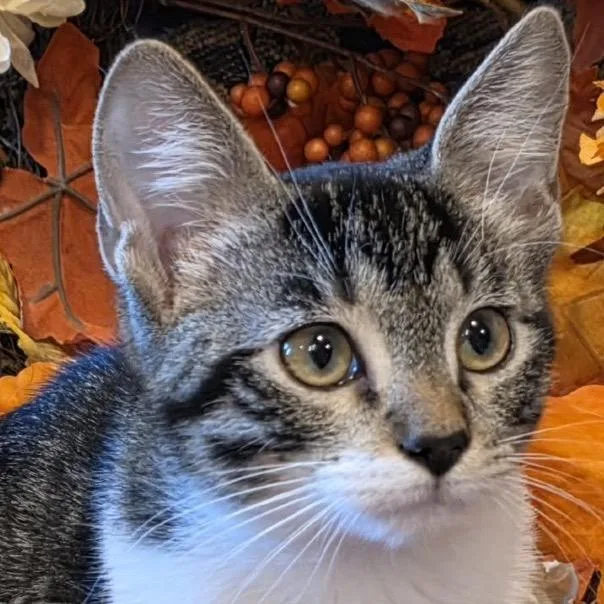 A baby small-sized female Gray / Blue / Silver Domestic Short Hair cat named Basira for adoption in Kyle, TX