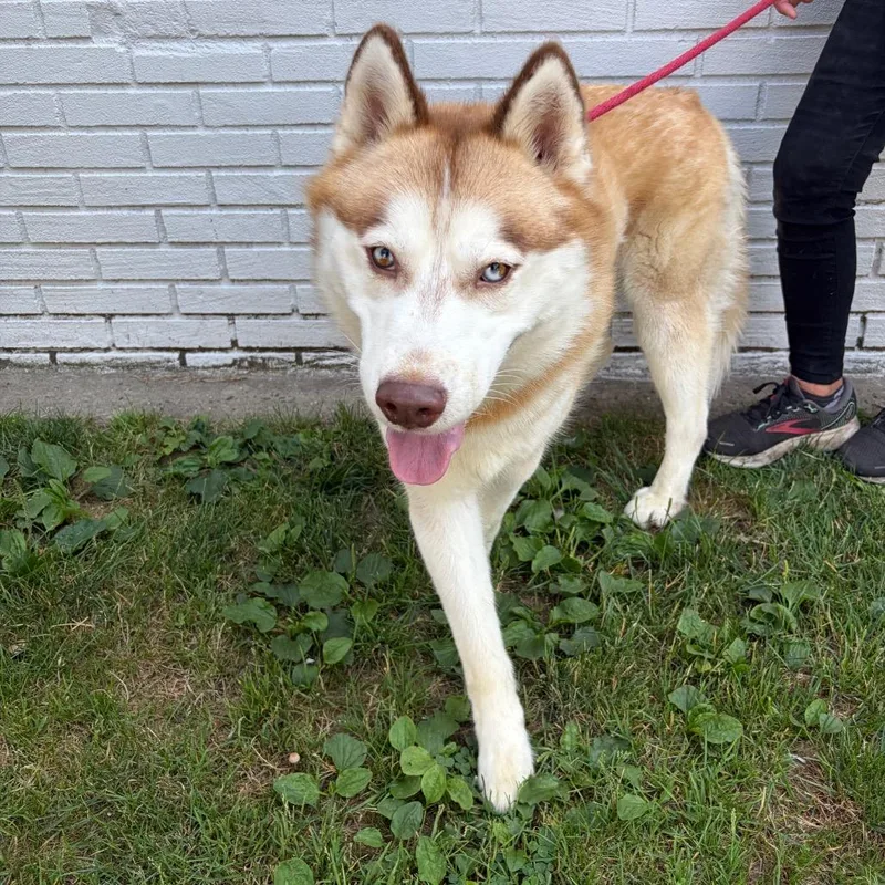 An adult large-sized male White / Cream Husky dog named Mario for adoption in Newark, NJ