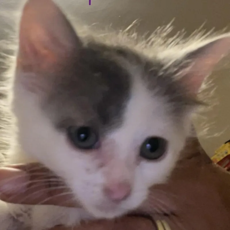 A baby small-sized female White Domestic Short Hair cat named Opal for adoption in Bel Air, MD