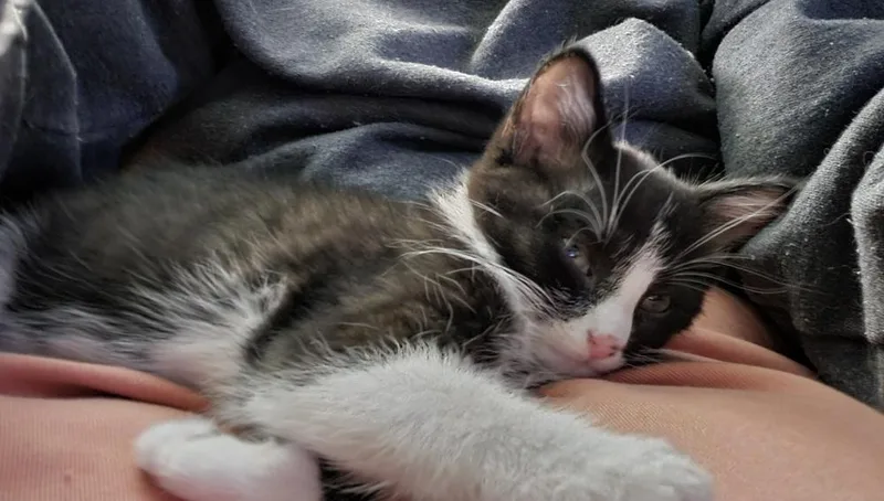 A baby small-sized male Domestic Short Hair cat named Tuxie for adoption in South Bend, IN