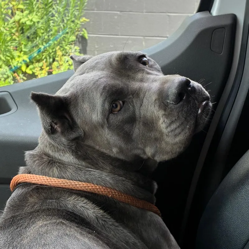 An adult large-sized female Gray / Blue / Silver Mixed Breed dog named Mica for adoption in Philadelphia, PA