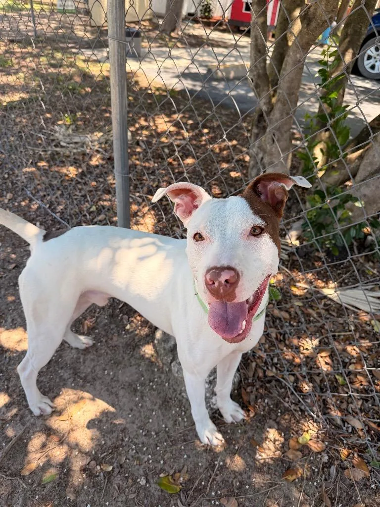 A young medium-sized male Mixed Breed dog named Ollie for adoption in Ocala, FL