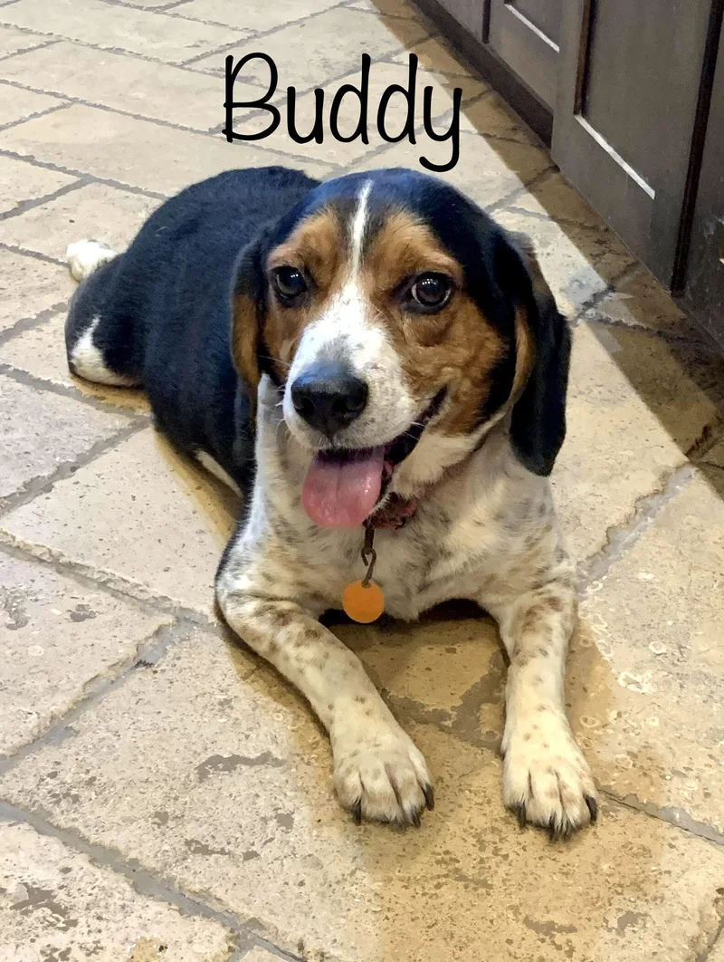An adult medium-sized male Tricolor (Brown, Black, & White) Beagle dog named Buddy  OK for adoption in Albert Lea, MN