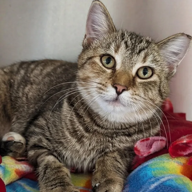 A young medium-sized female Torbie Domestic Short Hair cat named Pearl for adoption in West Jefferson, OH