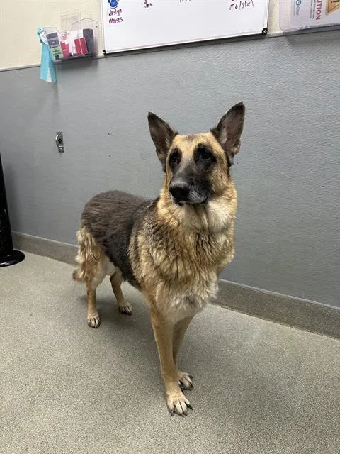 An adult large-sized male German Shepherd Dog dog named Oso for adoption in Las Vegas, NV