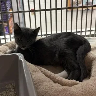 A baby medium-sized male Domestic Short Hair cat named Jalapeno for adoption in Allen, TX