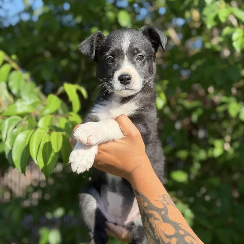 A baby medium-sized female Border Collie dog named Mimi for adoption in South Saint Paul, MN