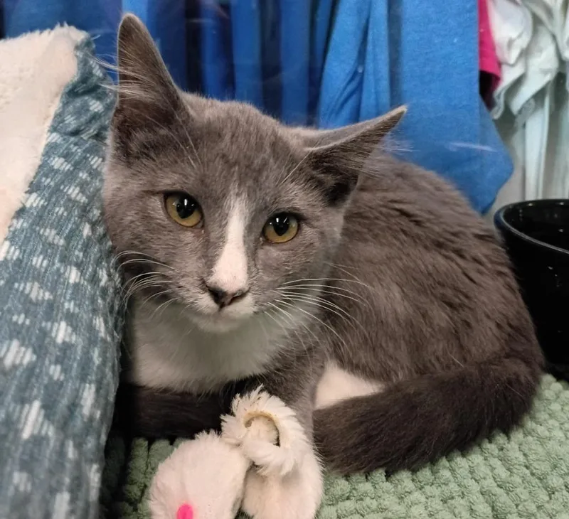 A baby small-sized male Domestic Short Hair cat named Blain for adoption in Crocker, MO