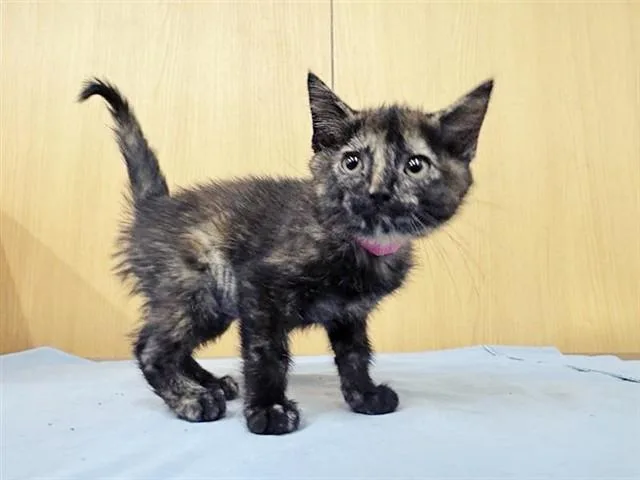 A baby small-sized female Domestic Short Hair cat named Little Bits for adoption in Saint Louis, MO