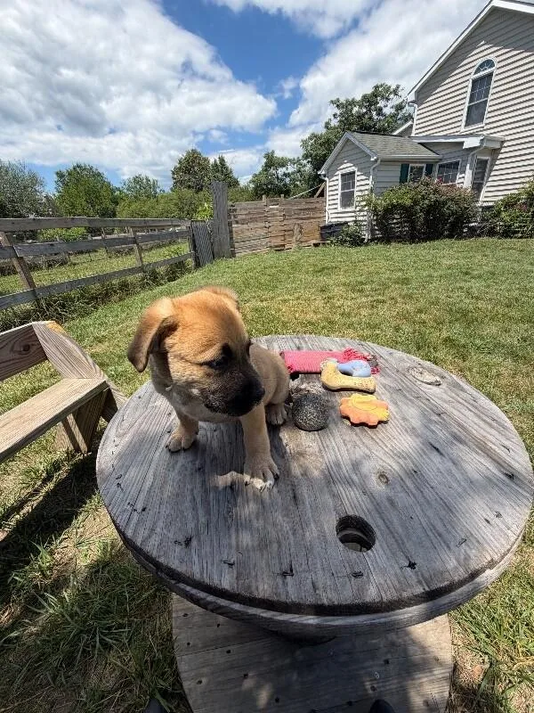 A baby medium-sized female Brown / Chocolate German Shepherd Dog dog named Bam Bam for adoption in Partlow, VA