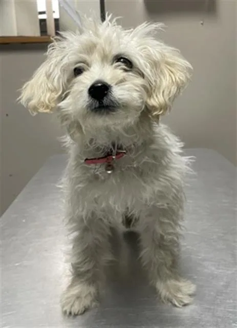 A baby small-sized female Maltese dog named Tofu for adoption in Redlands, CA