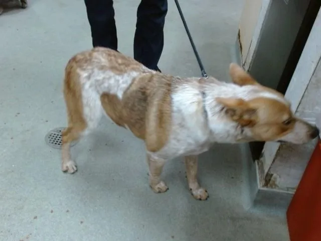 A young large-sized male Australian Cattle Dog / Blue Heeler dog named Forrest for adoption in Salinas, CA