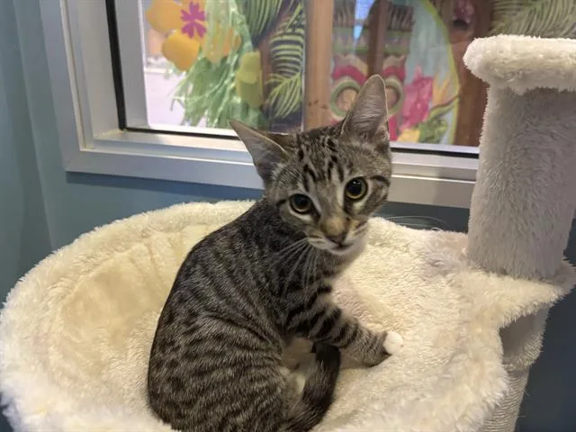 A baby small-sized female Domestic Short Hair cat named Annie for adoption in Santa Clara, CA