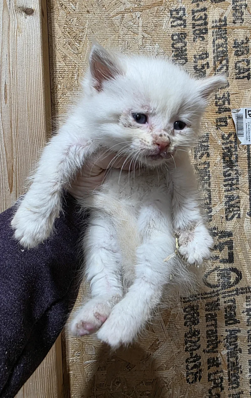 A baby small-sized male Domestic Medium Hair cat named Squirrel for adoption in Heyburn, ID
