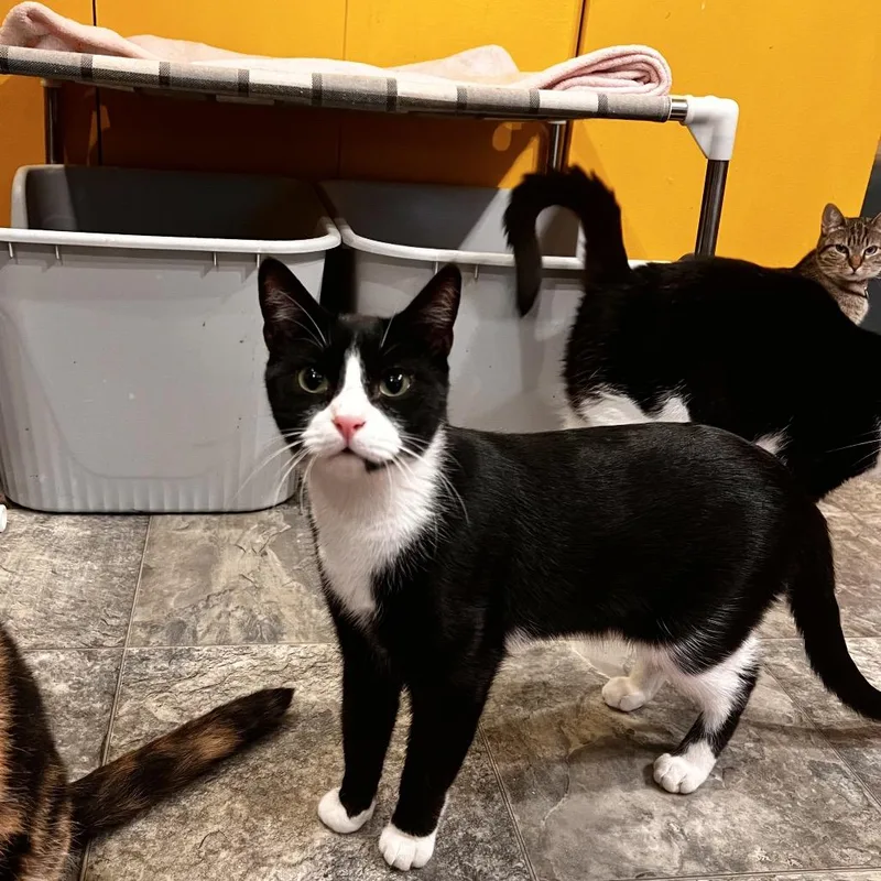A young small-sized male Black Domestic Short Hair cat named Churro for adoption in Howard beach, NY