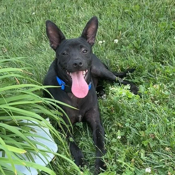 A young small-sized male Black Mixed Breed dog named Polo for adoption in Wheeling, IL