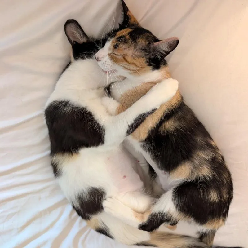 A young small-sized female Calico Domestic Short Hair cat named Phoebe & Europa for adoption in Oceanside, CA
