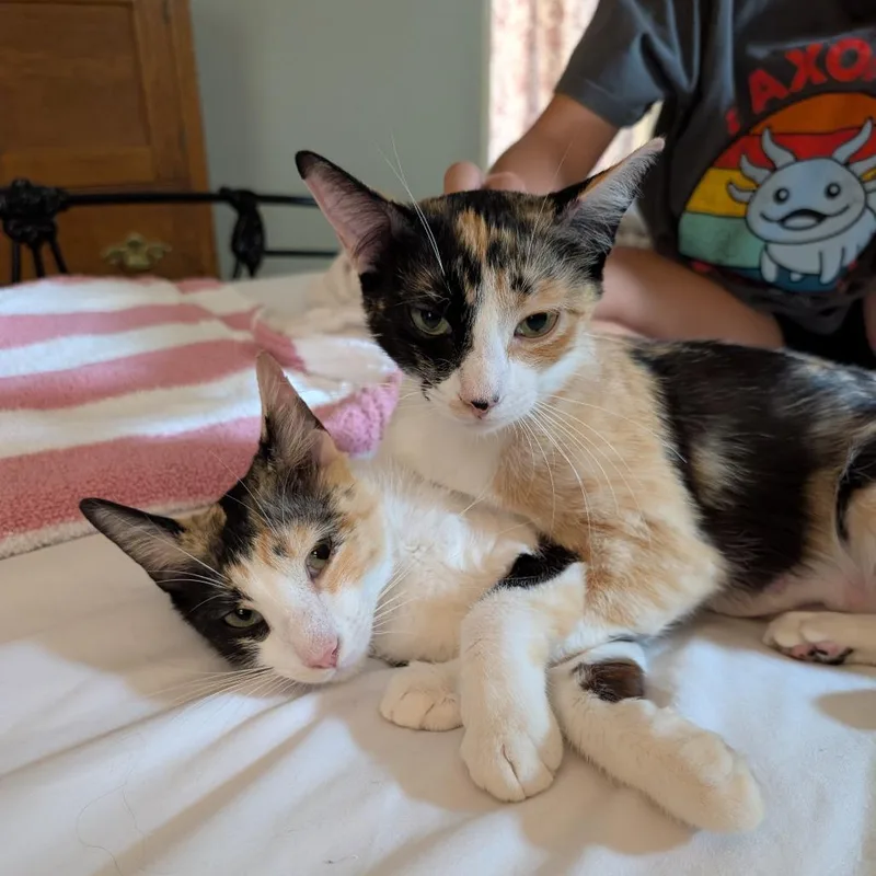 Phoebe & Europa thumbnail 2