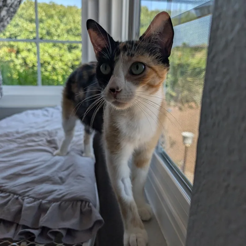 Phoebe & Europa thumbnail 3