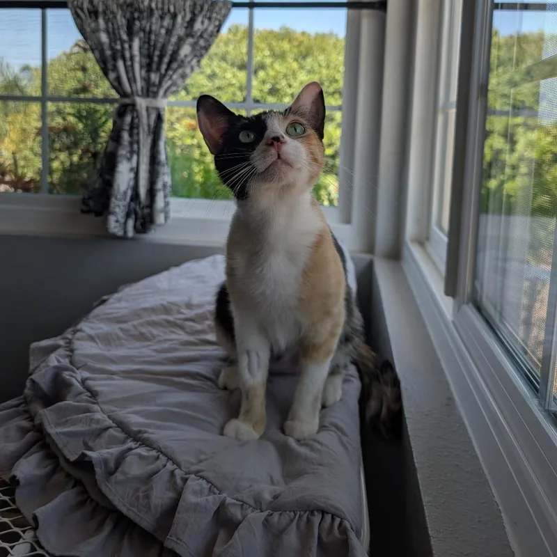 Phoebe & Europa thumbnail 5