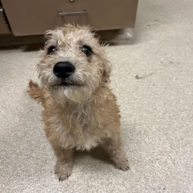 A young small-sized female Golden Mixed Breed dog named Waffles for adoption in Bristol, IN