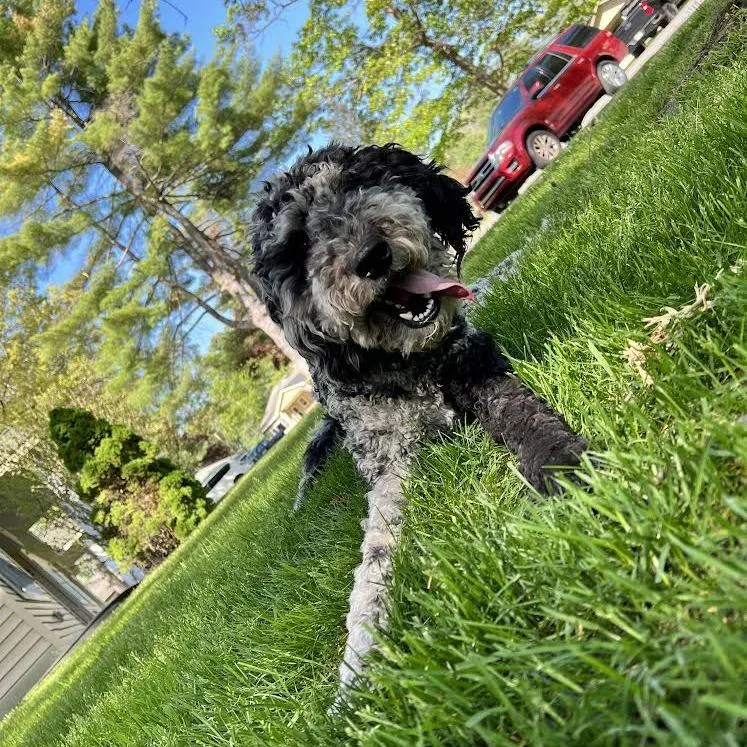 An adult medium-sized female Gray / Blue / Silver Bernese Mountain Dog dog named Pepper for adoption in Saratoga Springs, NY