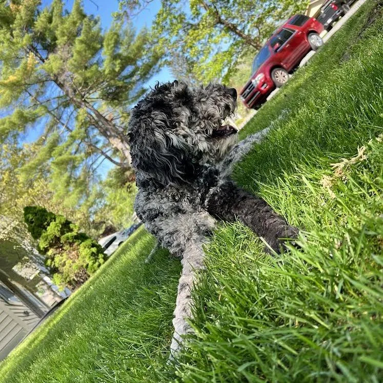 Pepper thumbnail 2