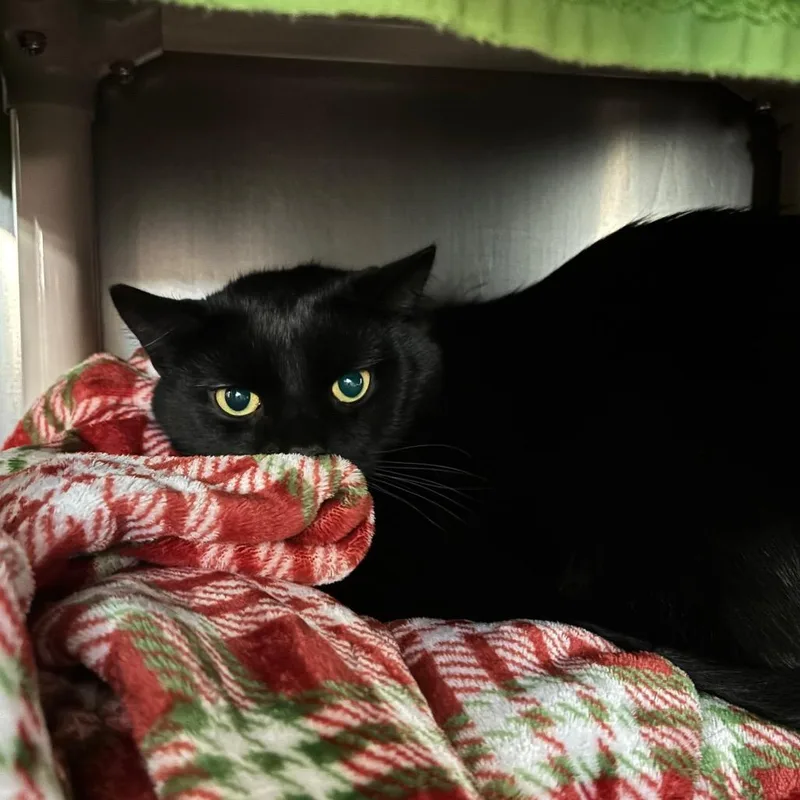 An adult small-sized male Black Domestic Short Hair cat named Beef for adoption in Springfield, MA