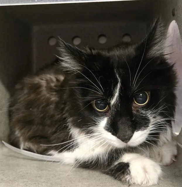 A senior medium-sized male Domestic Short Hair cat named Thomas for adoption in Lancaster, CA