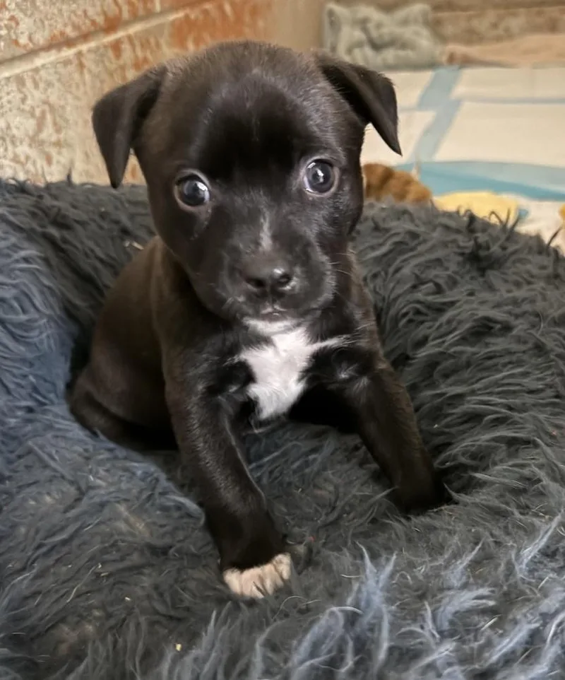 A baby medium-sized female Tricolor (Brown, Black, & White) Pit Bull Terrier dog named Petunia for adoption in Warr Acres, OK