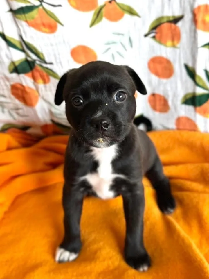 Petunia thumbnail 2
