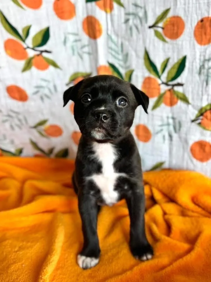 Petunia thumbnail 3