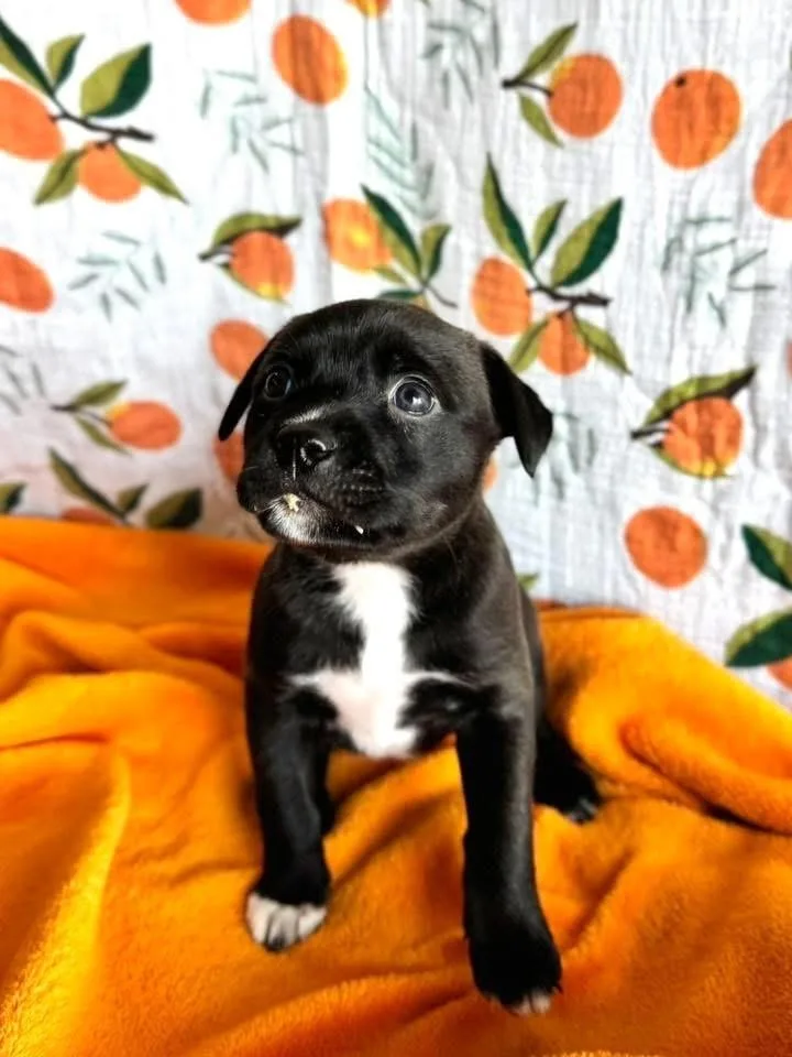 Petunia thumbnail 4