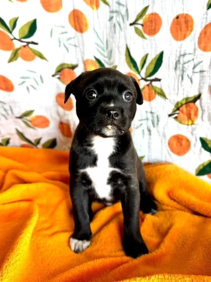 Petunia thumbnail 5