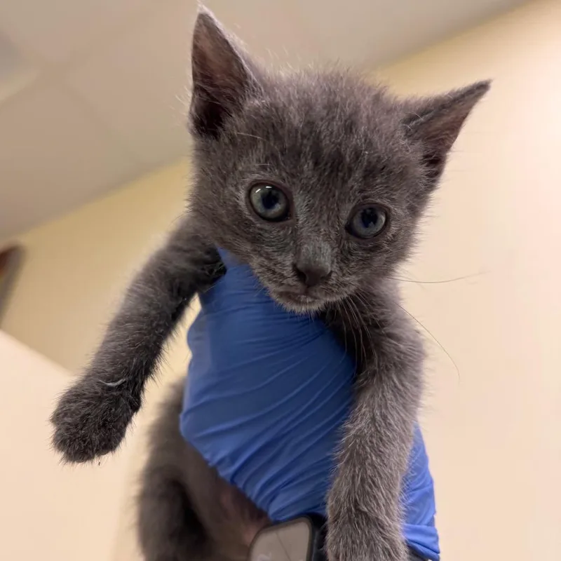A baby small-sized male Gray / Blue / Silver Domestic Short Hair cat named Tobias for adoption in Lynchburg, VA