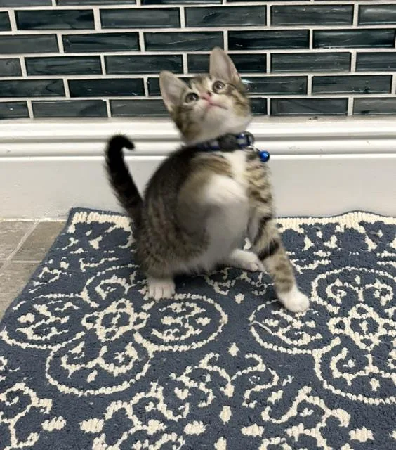A baby small-sized male Tabby (Gray / Blue / Silver) American Shorthair cat named Bluey for adoption in Maitland, FL