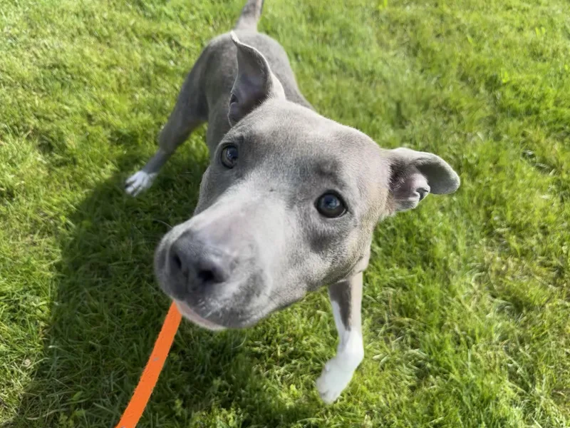 A young medium-sized female Pit Bull Terrier dog named Crystal for adoption in Youngstown, OH