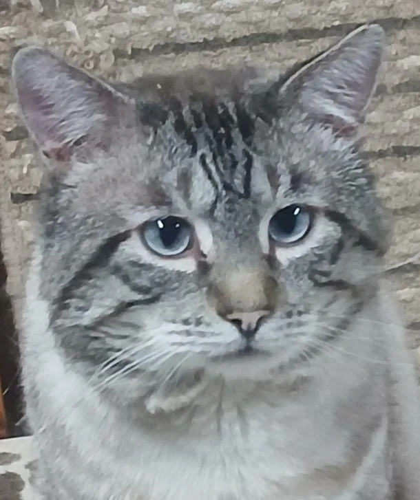 An adult medium-sized male Blue Point Siamese cat named 85253 for adoption in Lees Summit, MO