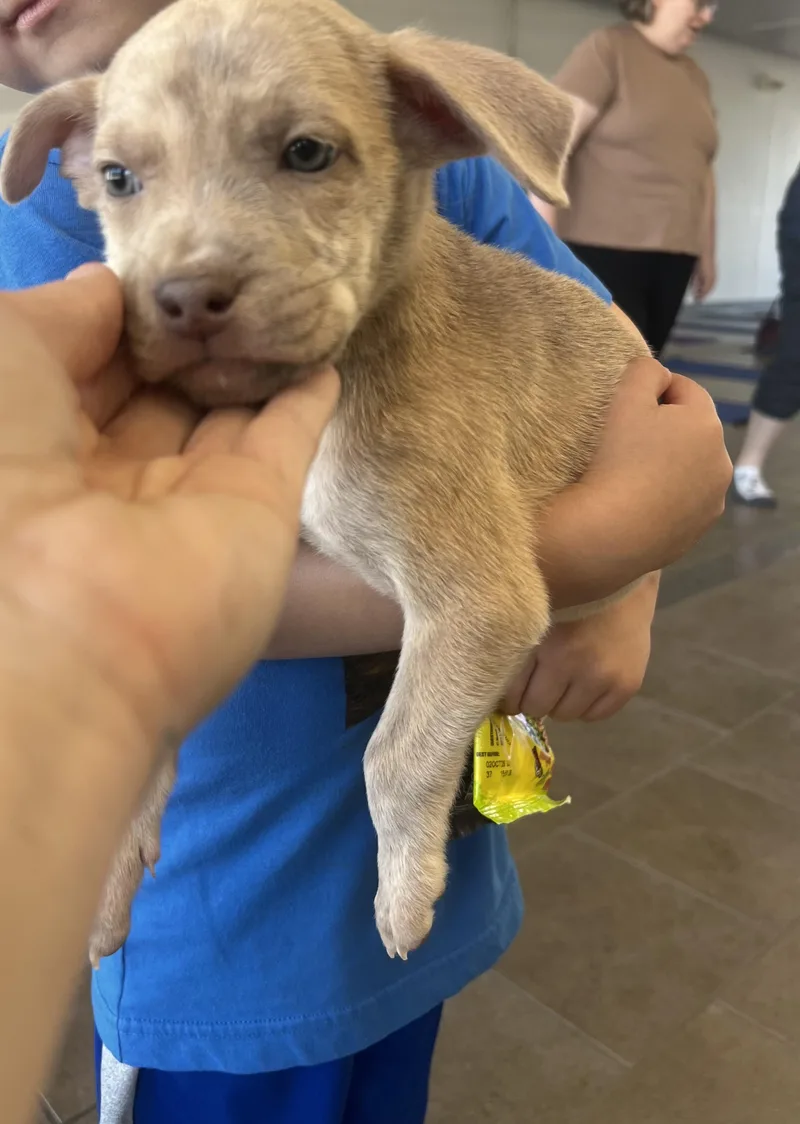 A baby medium-sized female Apricot / Beige Labrador Retriever dog named Blondie for adoption in Davisburg, MI