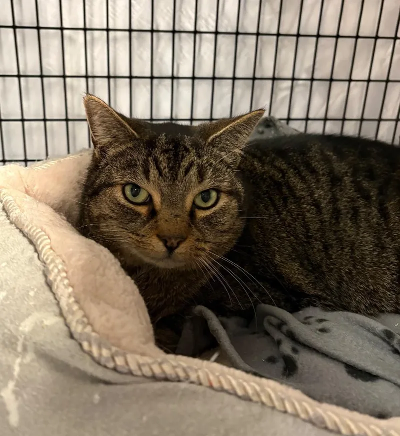 An adult medium-sized male Domestic Short Hair cat named Bundtini for adoption in Raleigh, NC