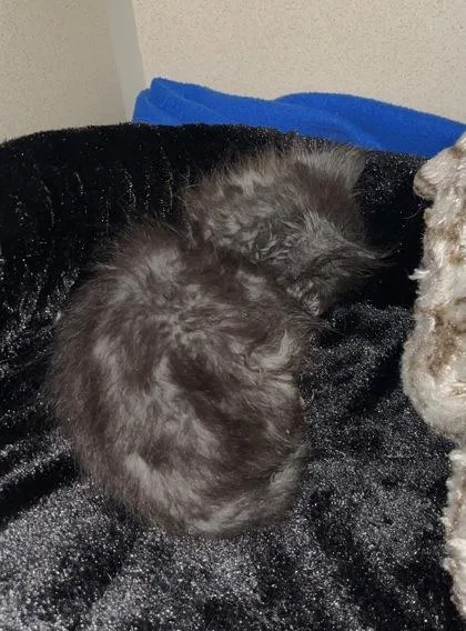 A baby small-sized male Domestic Short Hair cat named Nettle for adoption in Longmont, CO