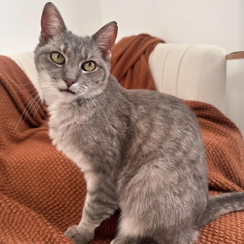 A senior medium-sized female Gray / Blue / Silver Domestic Short Hair cat named Spoon for adoption in York, PA