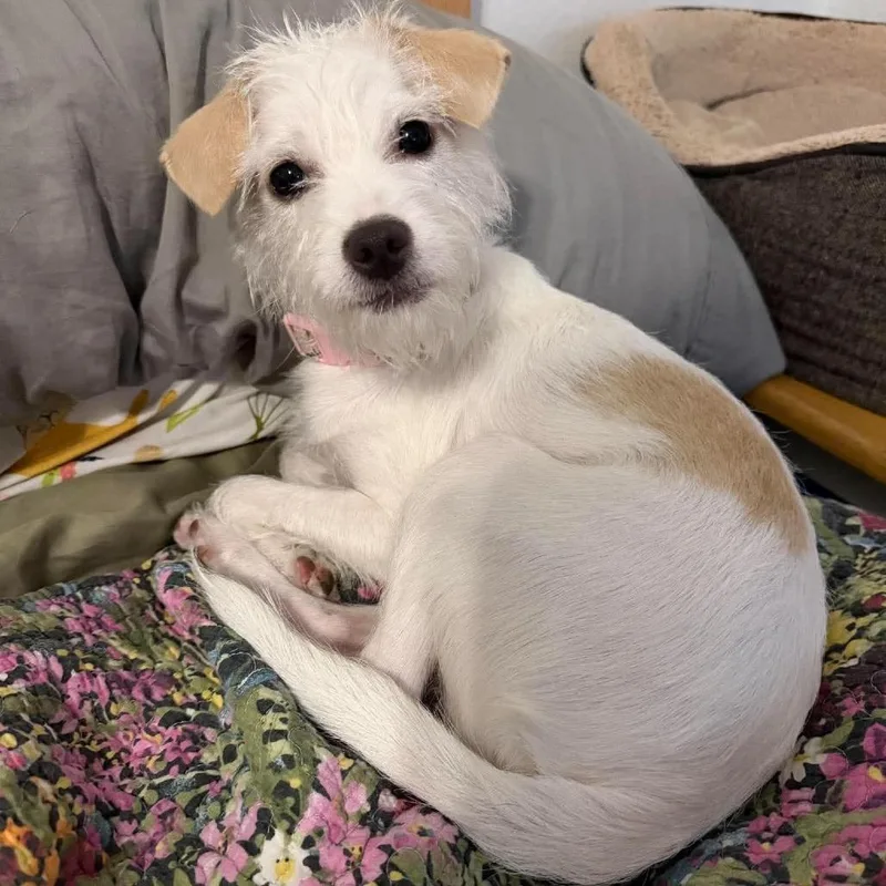 A young small-sized female Maltese dog named Magnolia for adoption in Tacoma, WA