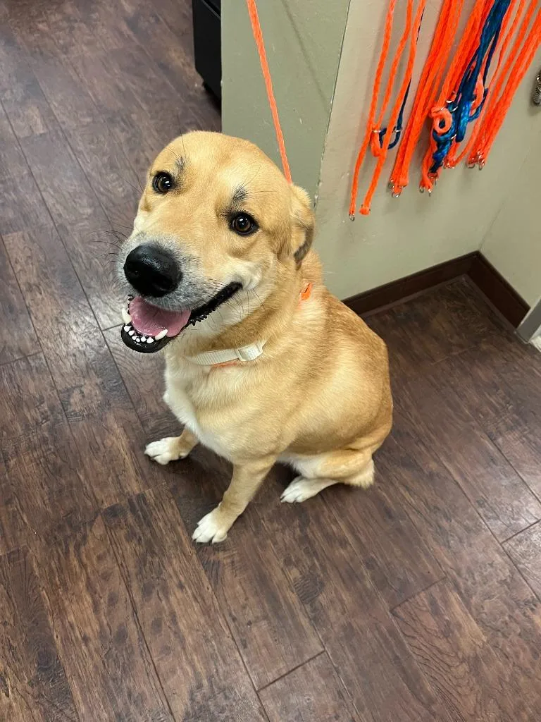 A young extra large-sized male Shepherd dog named Dog Kennel  Max for adoption in Greenville, TX