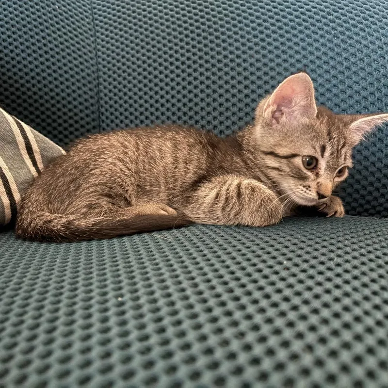 A baby small-sized female Brown / Chocolate Domestic Short Hair cat named Instant Replay for adoption in Austin, TX